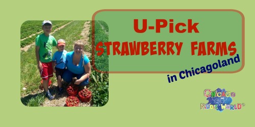 u-pick strawberry
